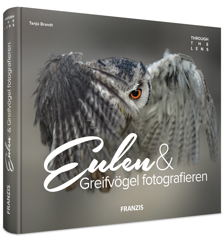 Eulen & Greifvögel fotografieren