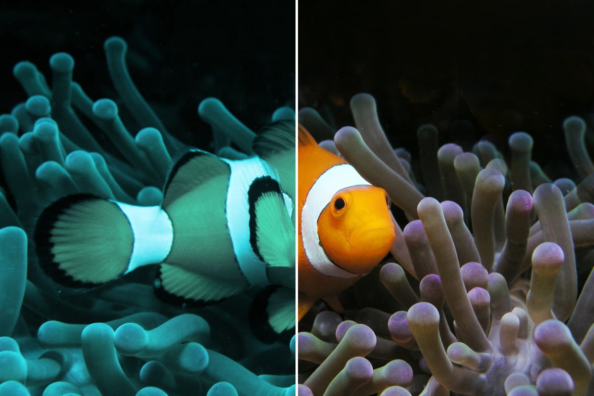 DIVE #1 professional