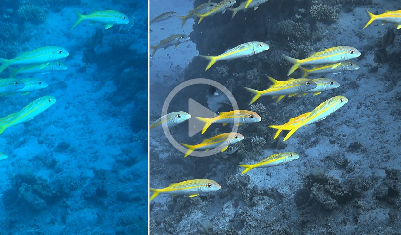 DIVE Video #1 professional