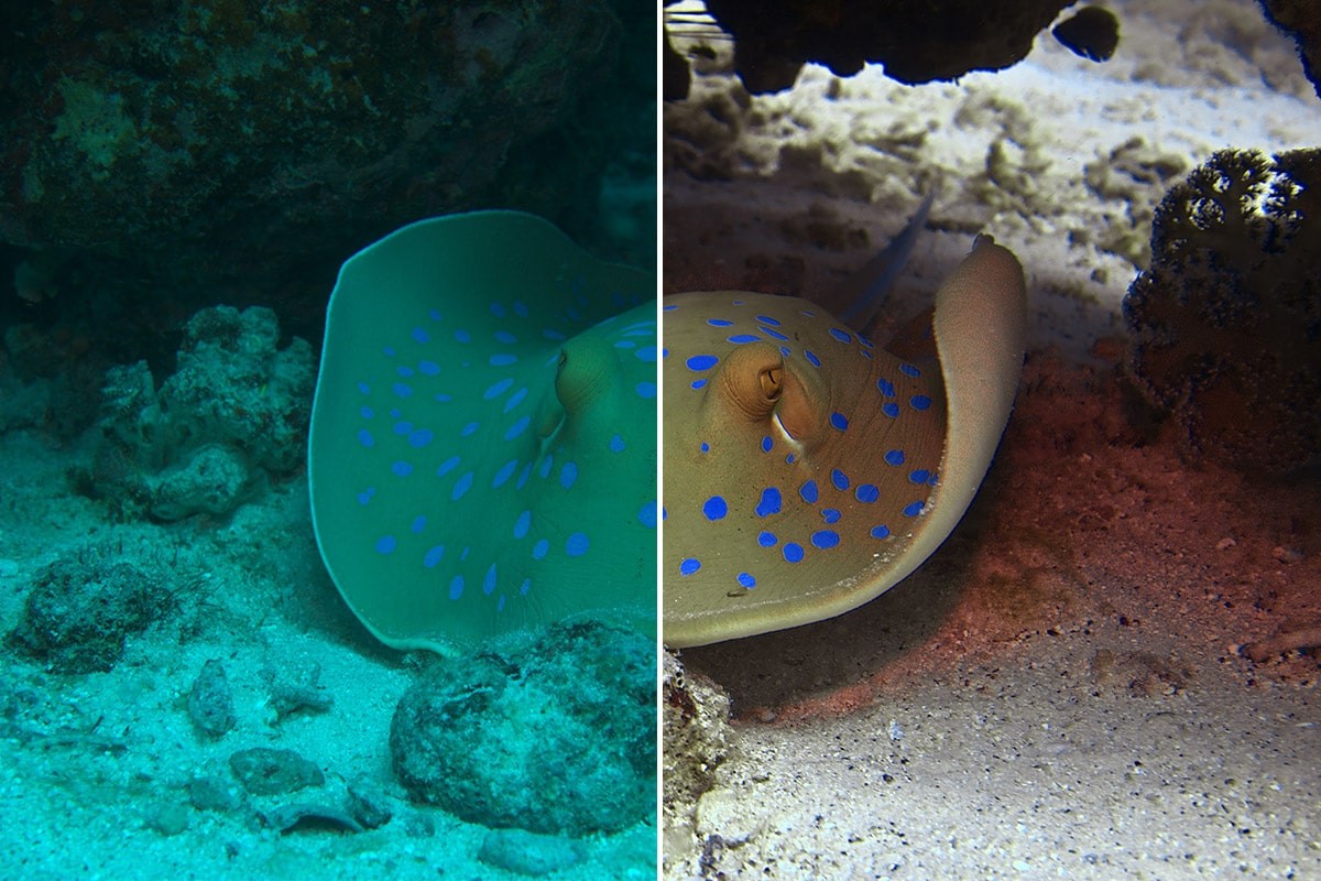 DIVE #1 professional